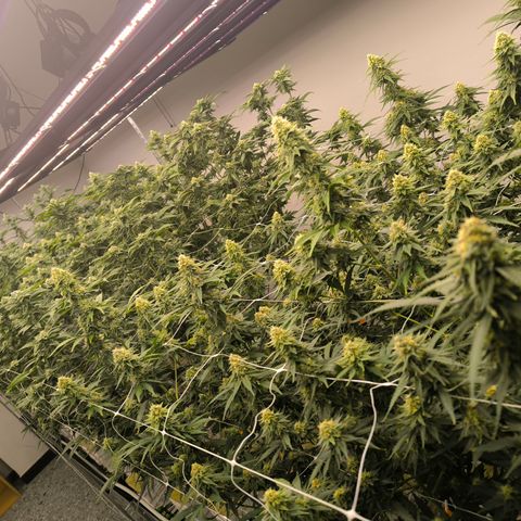 Channel + growlog timeline photo