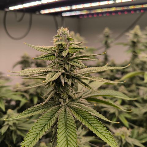  White Truffle growlog timeline photo