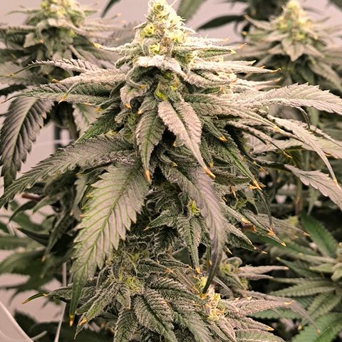 Tokio Sunset growlog timeline photo