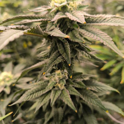 Cap Junky growlog timeline photo