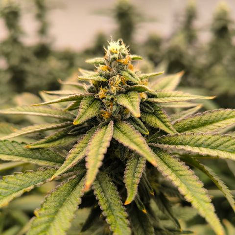Pineapple Fruz growlog timeline photo