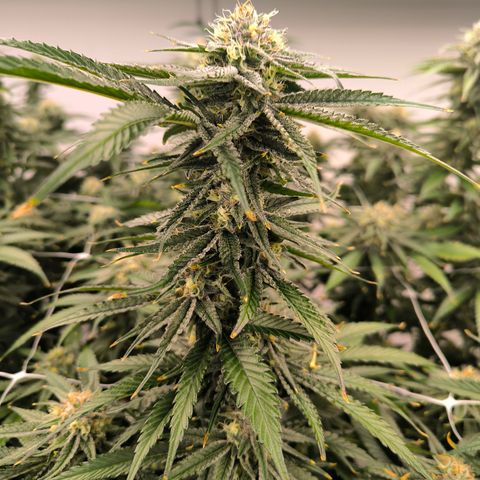 Hash Fruit growlog timeline photo