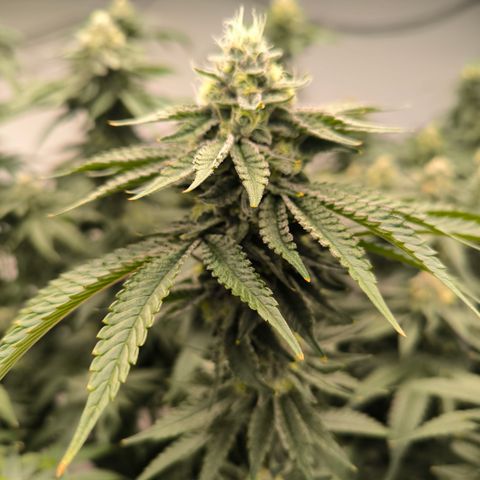 Georgia Pie growlog timeline photo