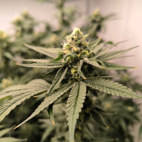 Orange Eruption growlog timeline photo