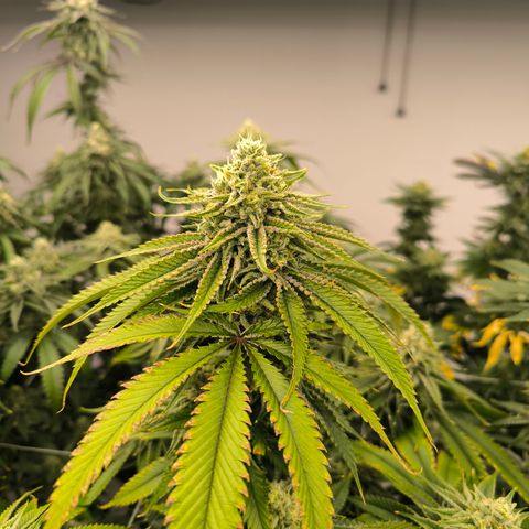 Banana Sorbet growlog timeline photo