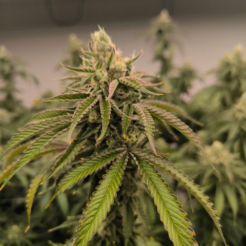 Kontiki #25 growlog timeline photo