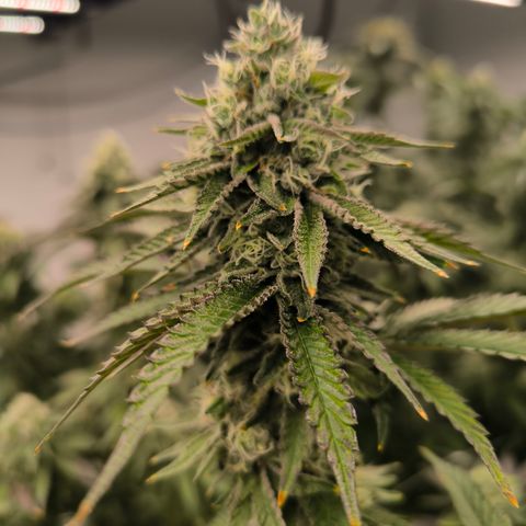Apple fritter  growlog timeline photo