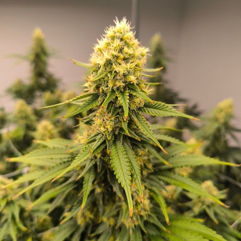 Channel + growlog timeline photo