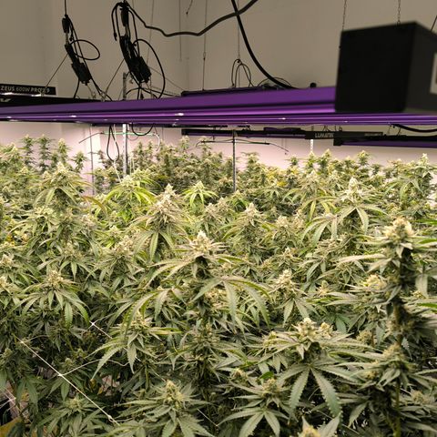 Channel + growlog timeline photo