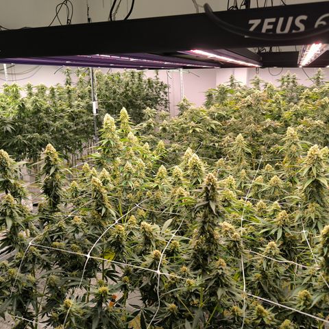 Channel + growlog timeline photo