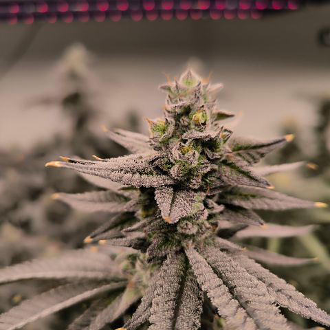  White Truffle growlog timeline photo