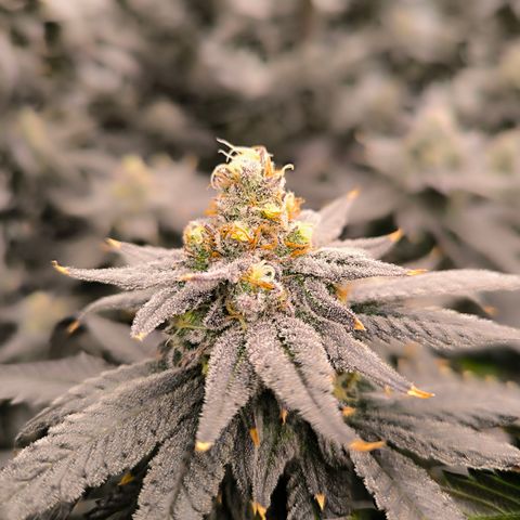 Tokio Sunset growlog timeline photo
