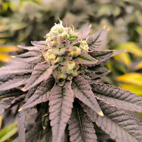 Cap Junky growlog timeline photo