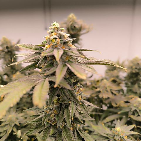 Pineapple Fruz growlog timeline photo
