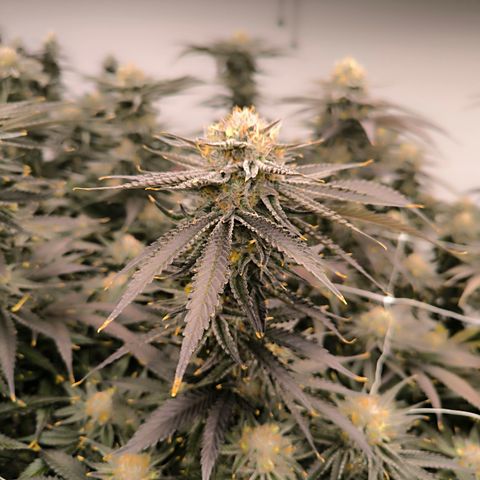 Hash Fruit growlog timeline photo