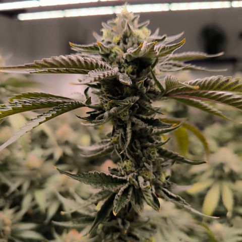 Georgia Pie growlog timeline photo
