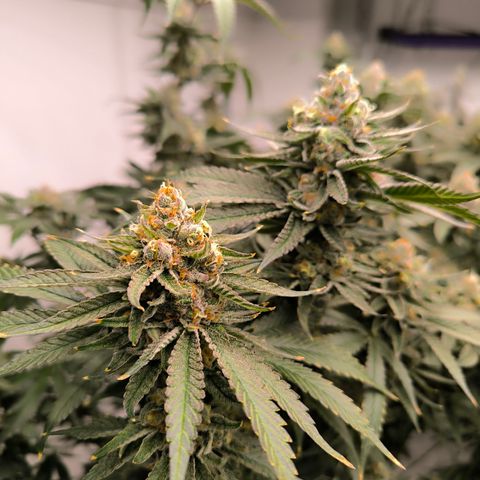 Orange Eruption growlog timeline photo
