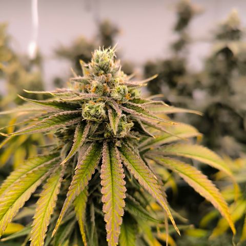 Banana Sorbet growlog timeline photo