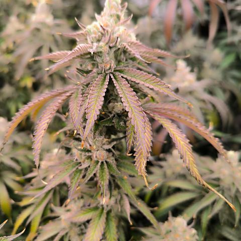 Kontiki #25 growlog timeline photo