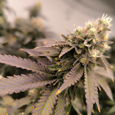 Apple fritter  growlog timeline photo