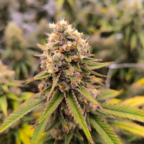 Channel + growlog timeline photo