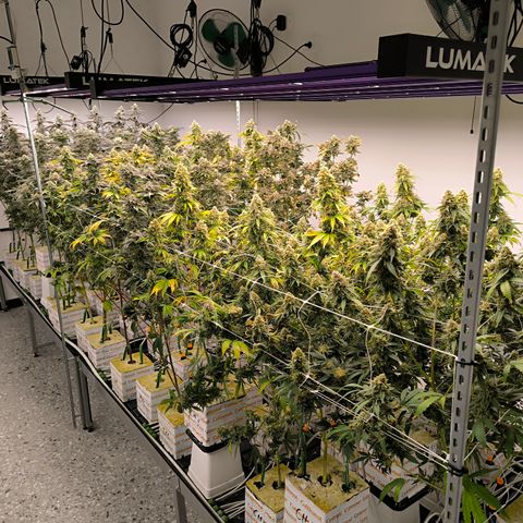 Channel + growlog timeline photo