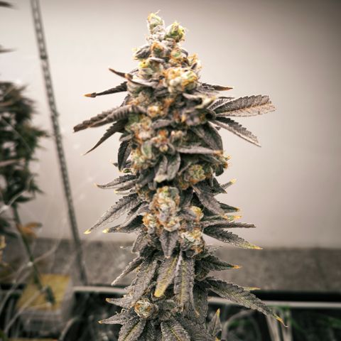 Pineapple Fruz growlog timeline photo