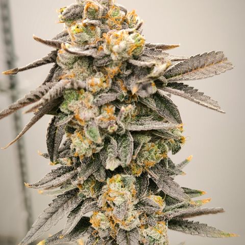Pineapple Fruz growlog timeline photo