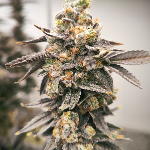 Pineapple Fruz growlog timeline photo