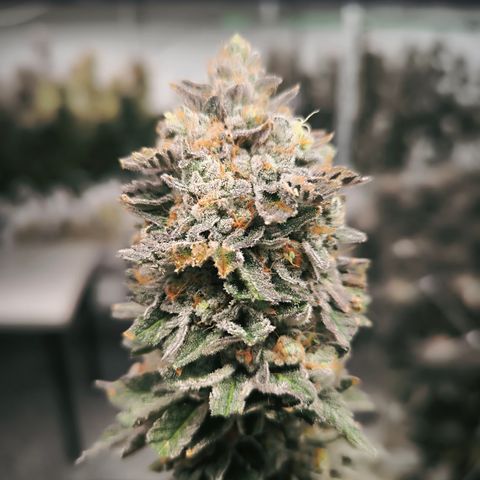 Georgia Pie growlog timeline photo