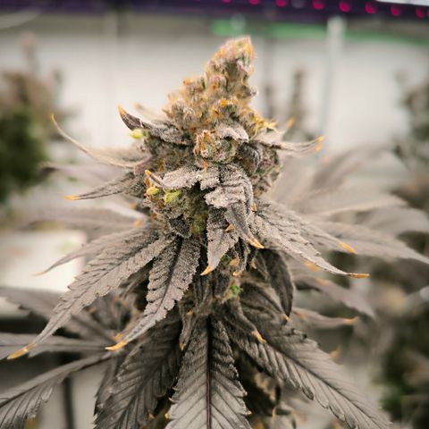 Tokio Sunset growlog timeline photo