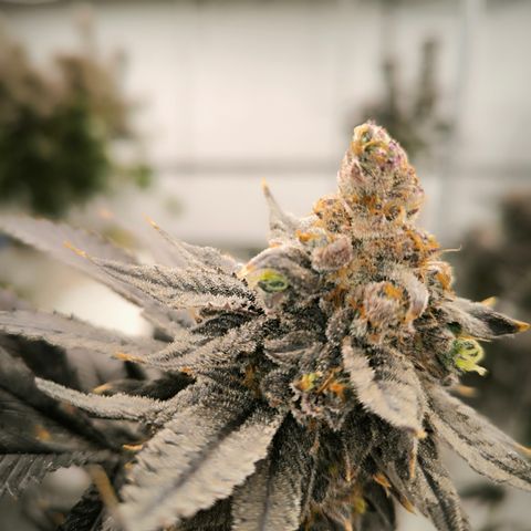 Tokio Sunset growlog timeline photo