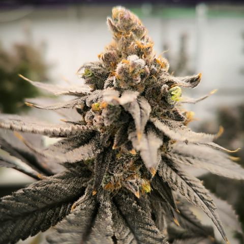 Tokio Sunset growlog timeline photo
