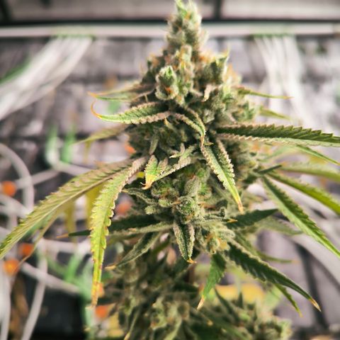 Banana Sorbet growlog timeline photo