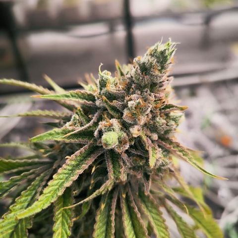 Banana Sorbet growlog timeline photo