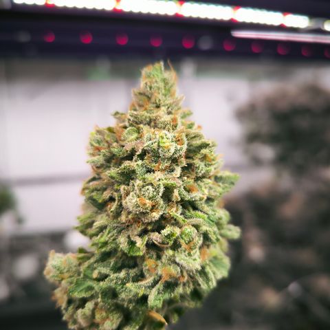 Banana Sorbet growlog timeline photo
