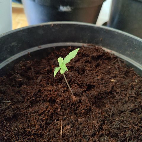 Fat Banana Automatic - Monkey Boy growlog timeline photo