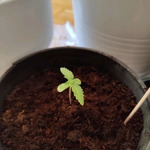 Royal Critical Automatic - El Ratton growlog timeline photo