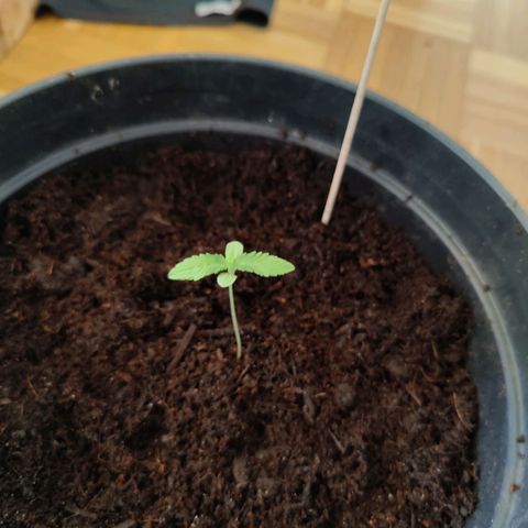 Wedding Cake Automatic - Rotweinkuchen growlog timeline photo