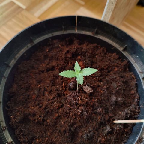 Blue Cheese Automatic - Bluey growlog timeline photo