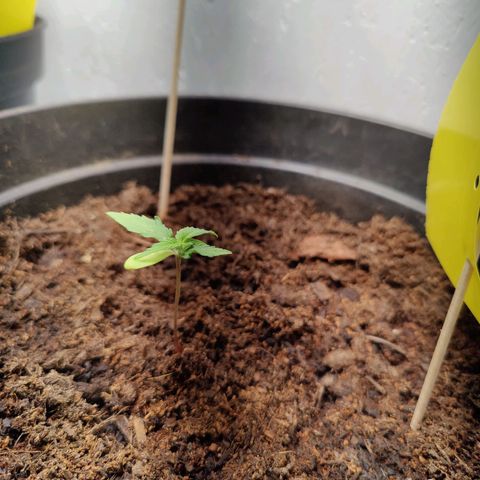 Fat Banana Automatic - Monkey Boy growlog timeline photo