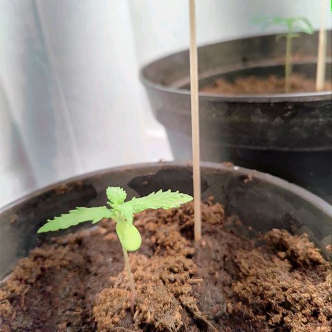 Royal Critical Automatic - El Ratton growlog timeline photo