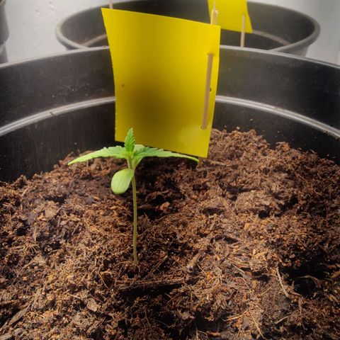 Wedding Cake Automatic - Rotweinkuchen growlog timeline photo
