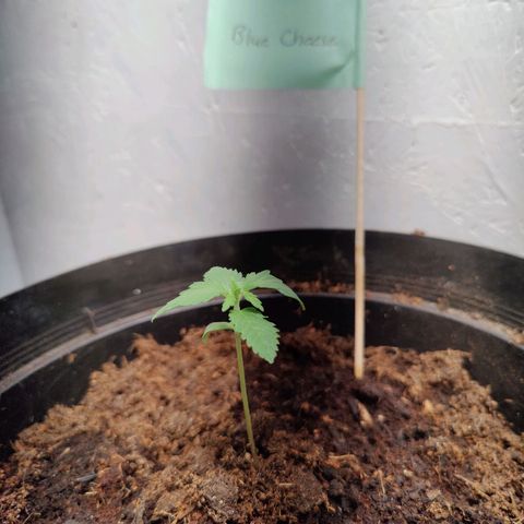 Blue Cheese Automatic - Bluey growlog timeline photo