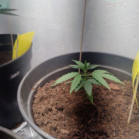 Fat Banana Automatic - Monkey Boy growlog timeline photo