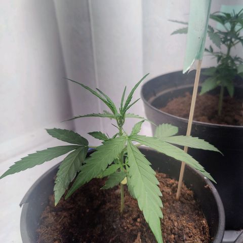 Royal Critical Automatic - El Ratton growlog timeline photo