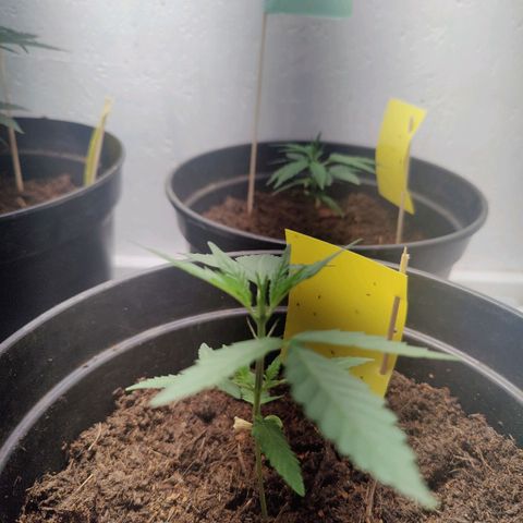 Wedding Cake Automatic - Rotweinkuchen growlog timeline photo