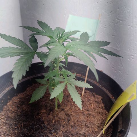 Blue Cheese Automatic - Bluey growlog timeline photo