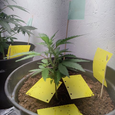 Fat Banana Automatic - Monkey Boy growlog timeline photo