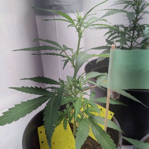 Royal Critical Automatic - El Ratton growlog timeline photo